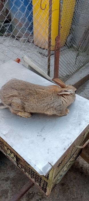 Vând iepuroaica hycole