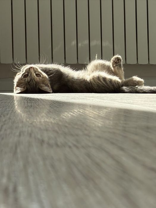 Котята отдам бесплатно