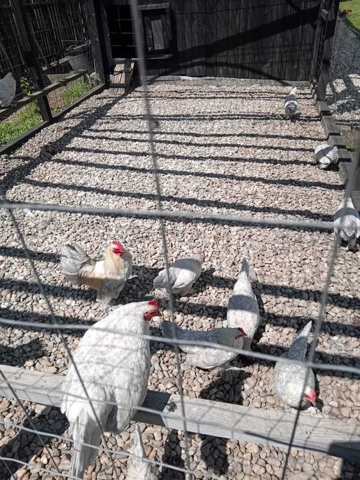 Vând doua familii 1+4 sau 1+5 găini rasă Mii de flori Isabel