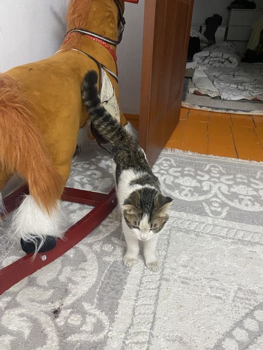 Кошка пародняа ..