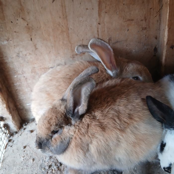 Soglom harakatchang tez kopayadi shoshiling tez sotilib ketmoqda