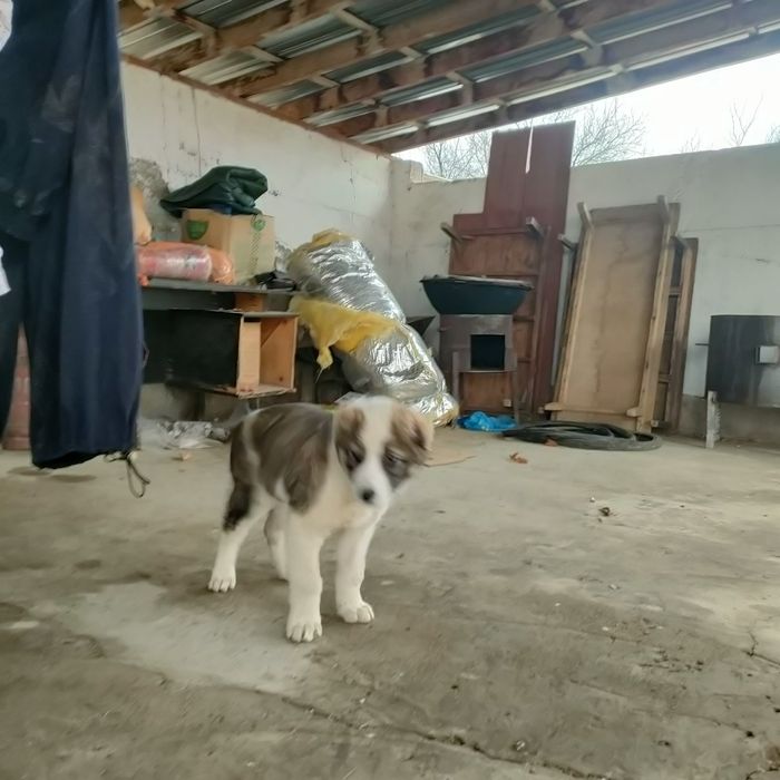 Алабай қаны 50000тнг