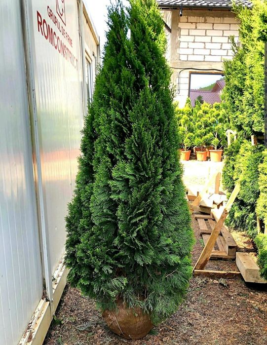 Plante ornamentale