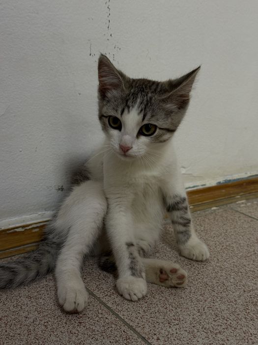 Котенок мальчик