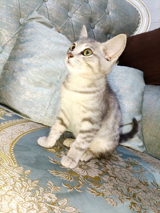 Отдам даром котенка