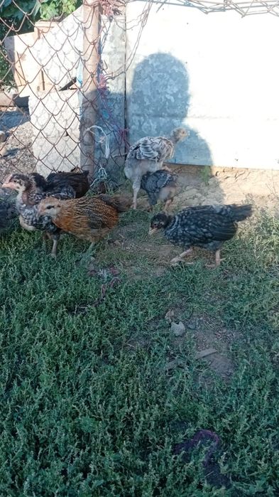 Шожелар сатылады.