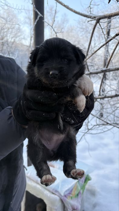 Срочно ищут дом щеночки - девочки