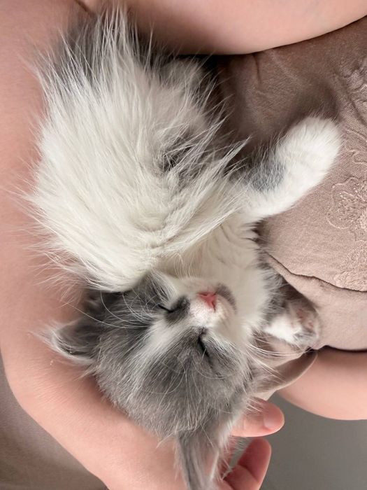Котенок Алматы девочка