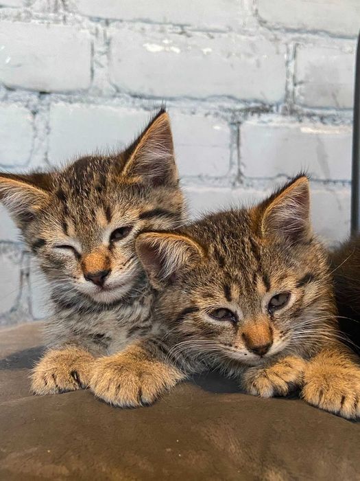 Отдам котят в добрые руки