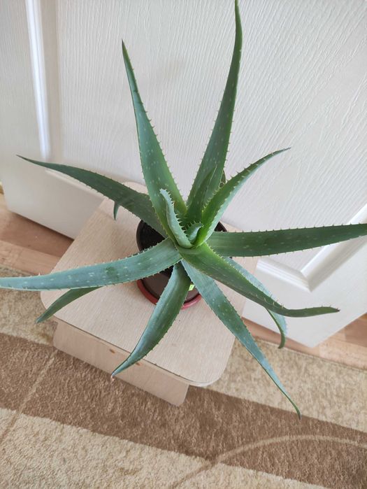 Алоэ  растение .