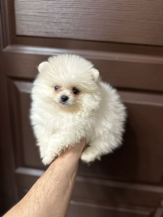 Мини Померан.