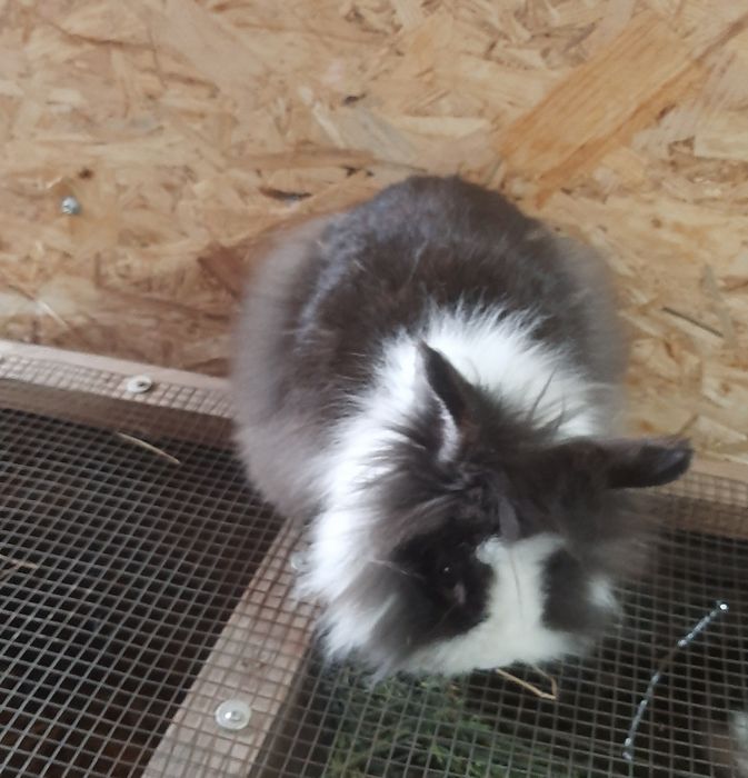 Cap de leu femele gestante și pui