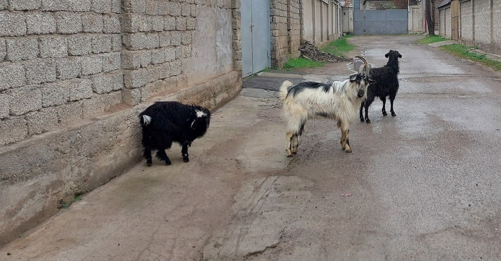 Ем билан бокилган эчкилар сотилади онаси иккикат