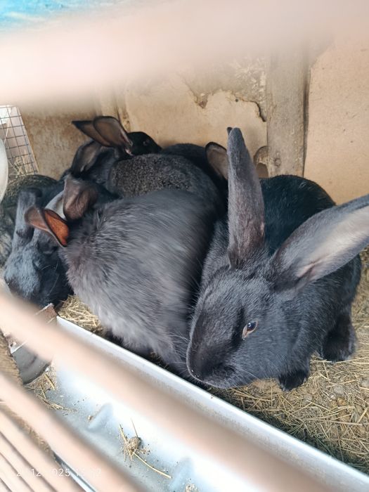 Кролик  (крольчатина)