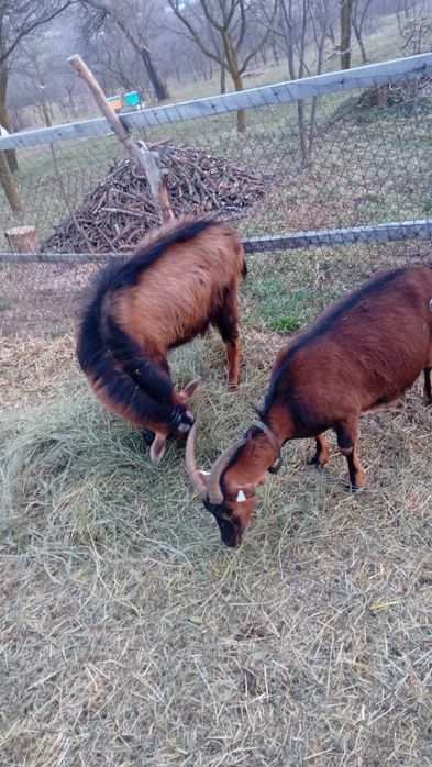 Țap și Capră Alpina