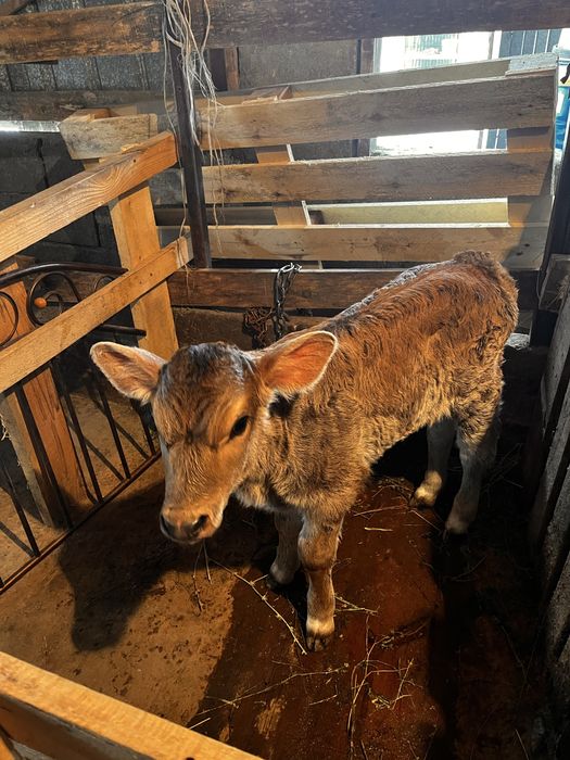 Продам карову с теленком