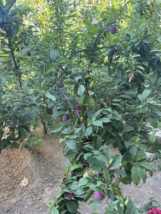 Продаю свой участок  (20х30) на против парка Янги Узбекисна 300 метров