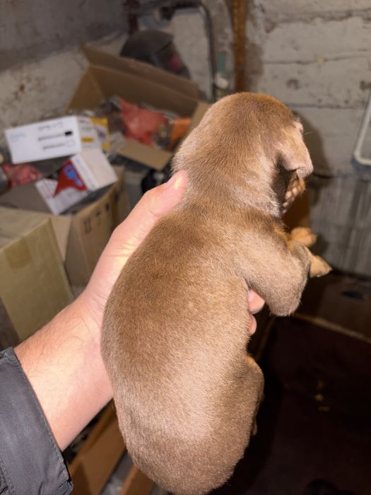 Доберман щенки чистые