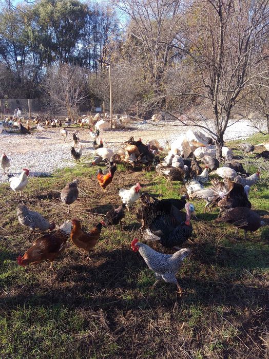 Пуйки - дворни отглеждани на открито 15lv/kg