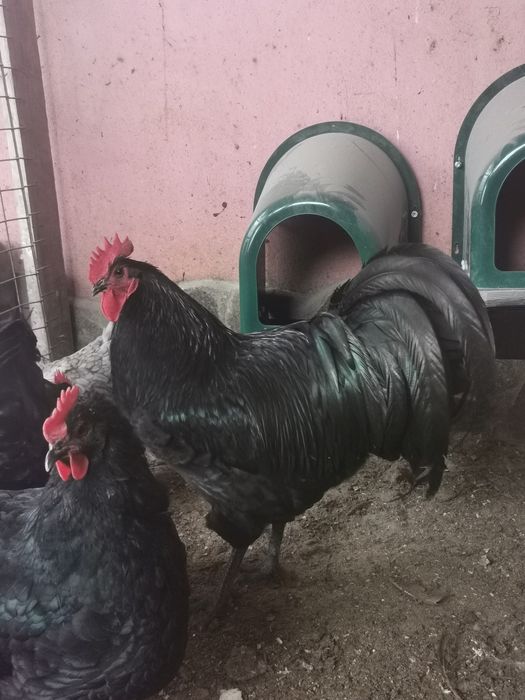 Vând oua pentru incubat