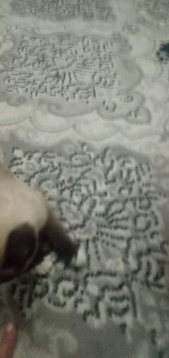 Сиамская кошка продаю