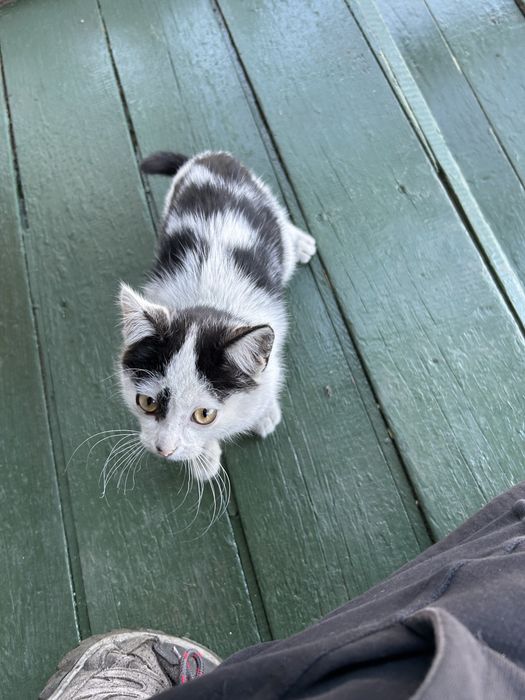 Котята отдам в хорошие руки
