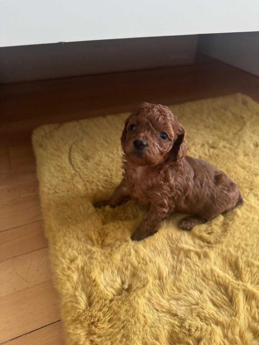 Pudel Toy – fetiță RED, pedigree