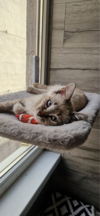 Котенок в поиске дома