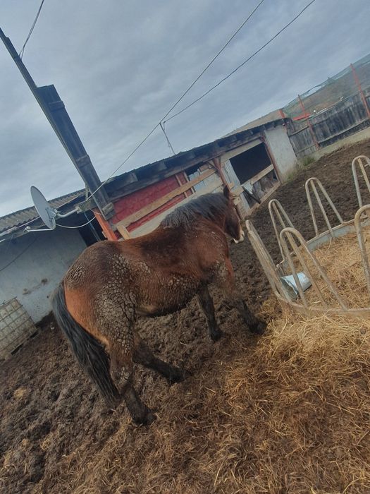 Vând cal greu  armasarul este foarte cuminte