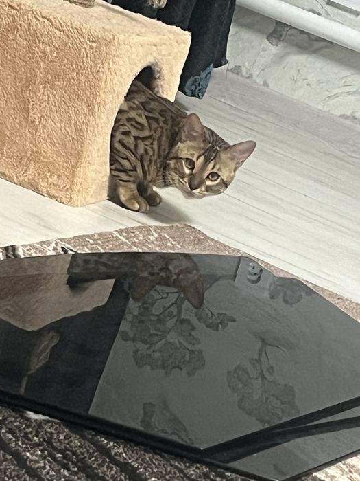 Бенгал в добрые руки .