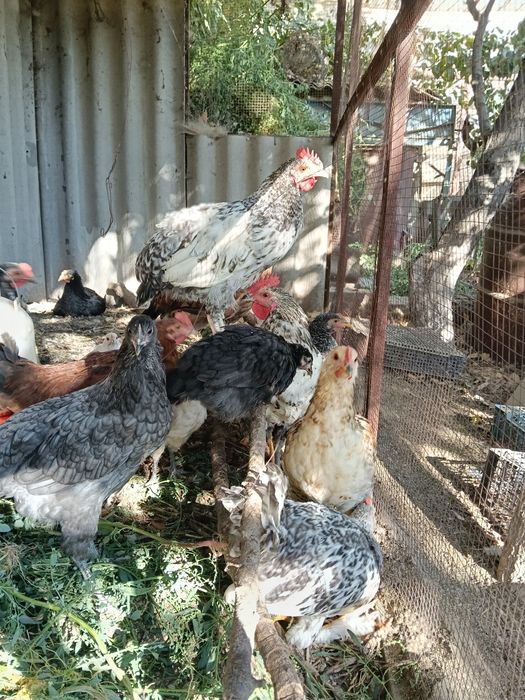 Продам домашних курей и петухов