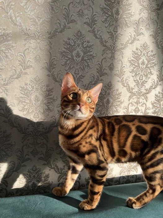Продаю бенгальского кота в хоршие руки