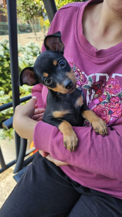 Pinscher Pitic mascul
