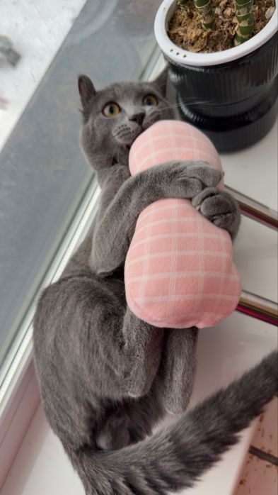 Кот британский , мальчик