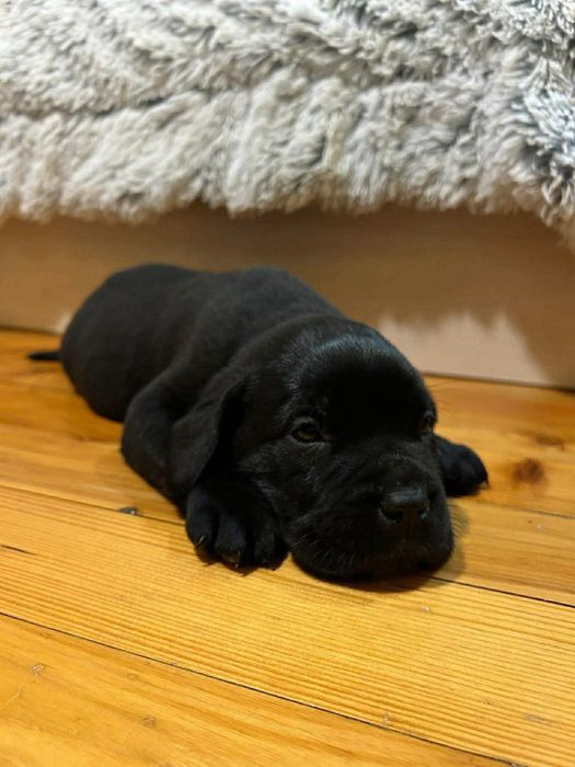 Бебета ,,Кане Корсо “