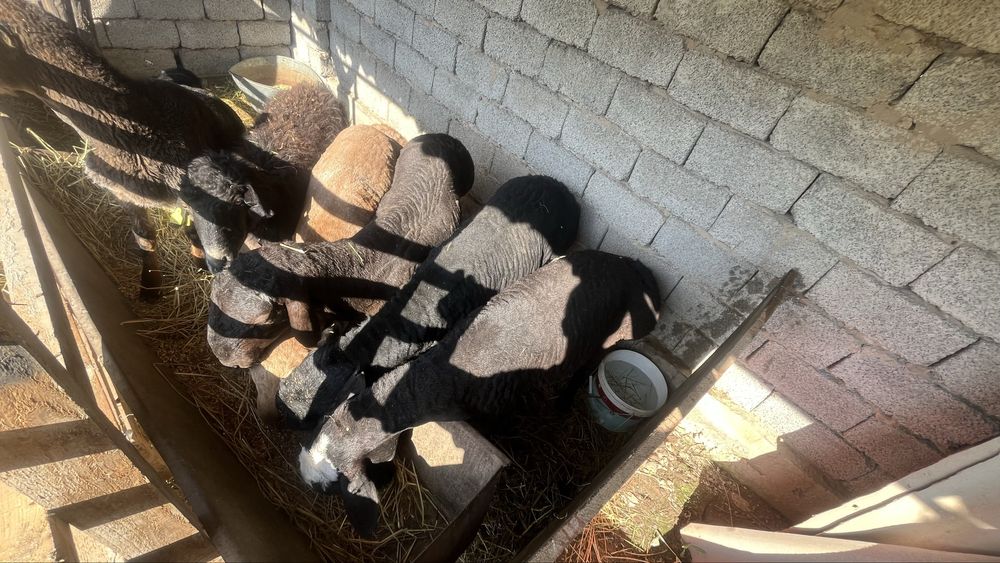 Бараны қошқар қой