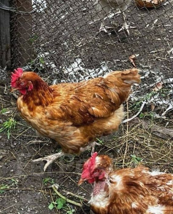 Куры несушки ломант