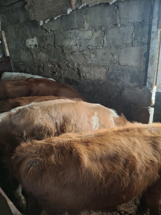 Продам телят,можно для доращивания