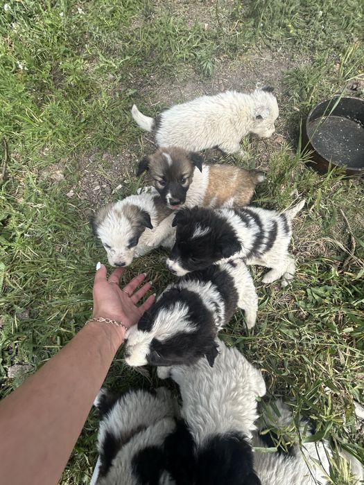 Отдам щенков в добрые руки