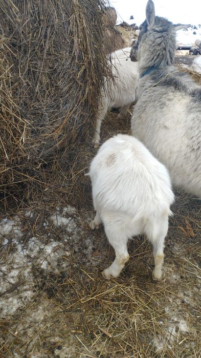 Козы молодняк прошлого года