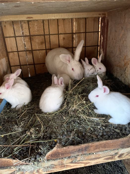 Iepuri/ pui de Hycole Francez