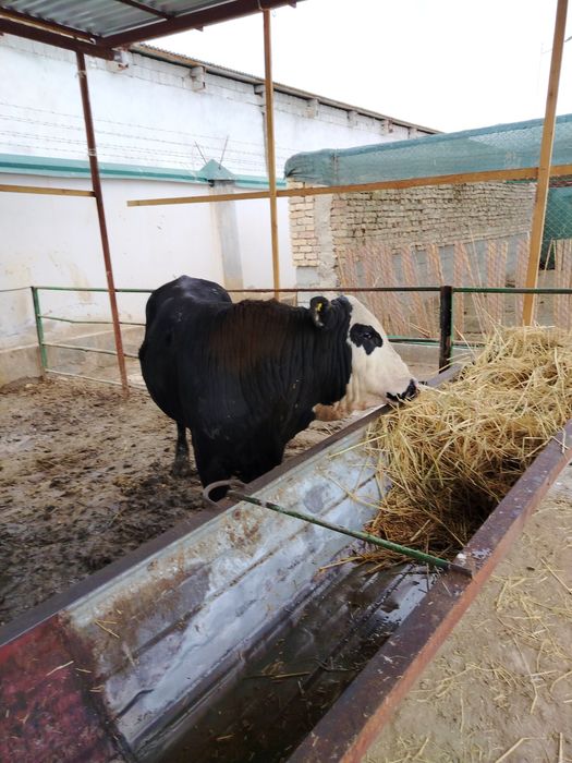 Angus gerenford mikimavus novvoslar sotiladi narxi 30 mln so'm