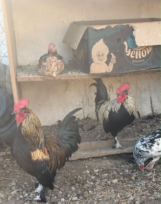 Găini si cocoși americane