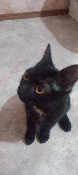 Отдам в хорошие руки котенка