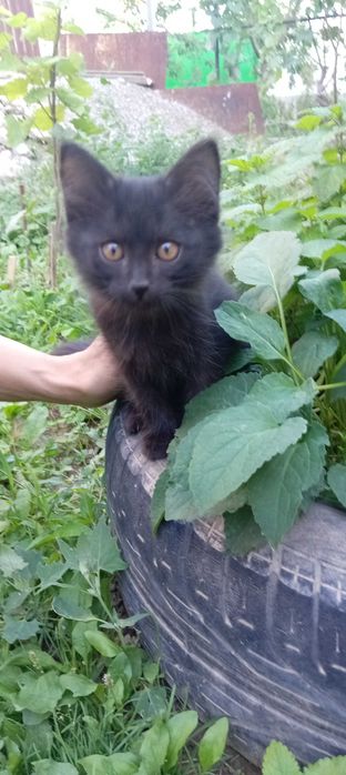Отдадим трёх котят в добрые руки