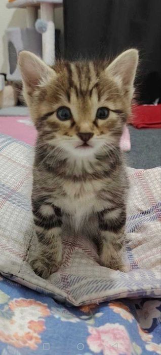 Кошки отдам хорошый людим