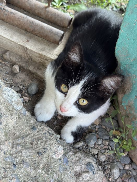 Котята. Три кота и одна кошка