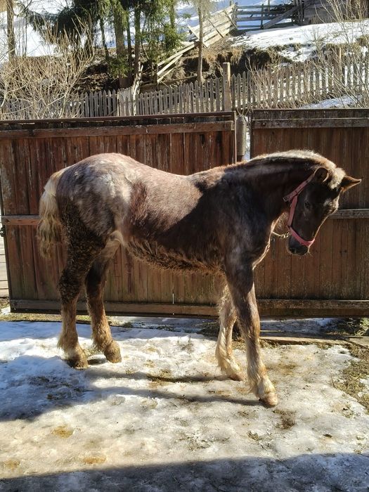 Mânz de vânzare de 9 luni