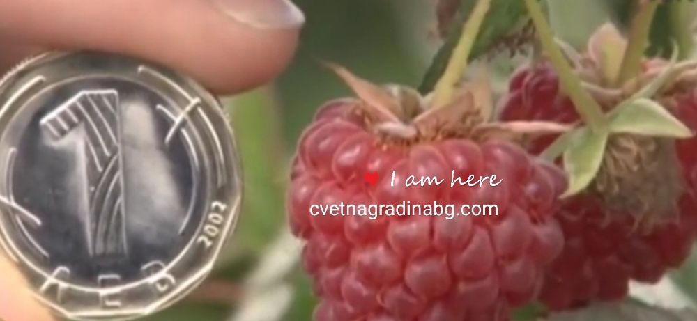 Малини-целогодишни сорт Херитидж