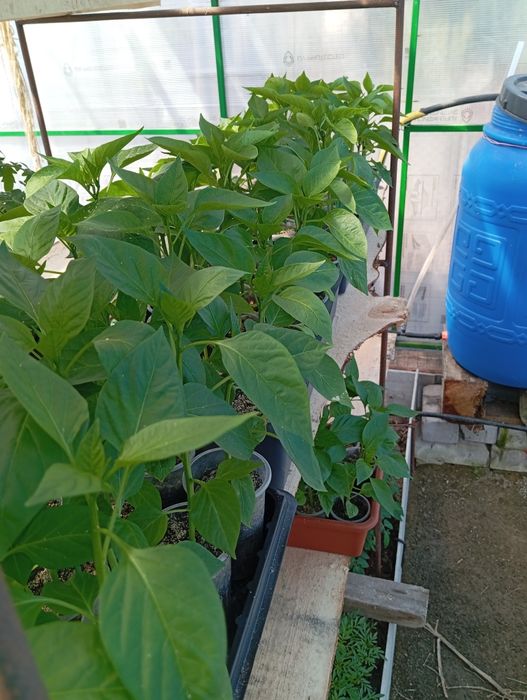 Продам рассаду томатов, перцев,цветов